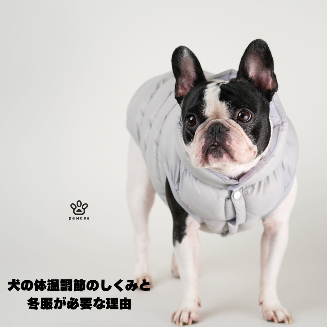 犬の体温調節のしくみと、冬服が必要な理由 - pawdea