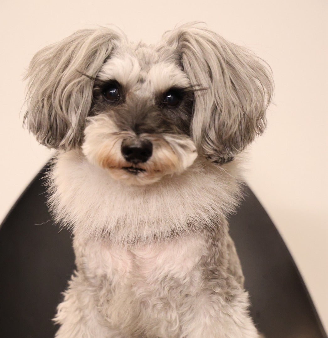 fur me snood with MOFFY - pawdeadogwear