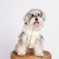 Gallery viewerに画像を読み込む, Ultra - Light Doggy Vest ウルトラライトドギーベスト　2025 - pawdeadogwear
