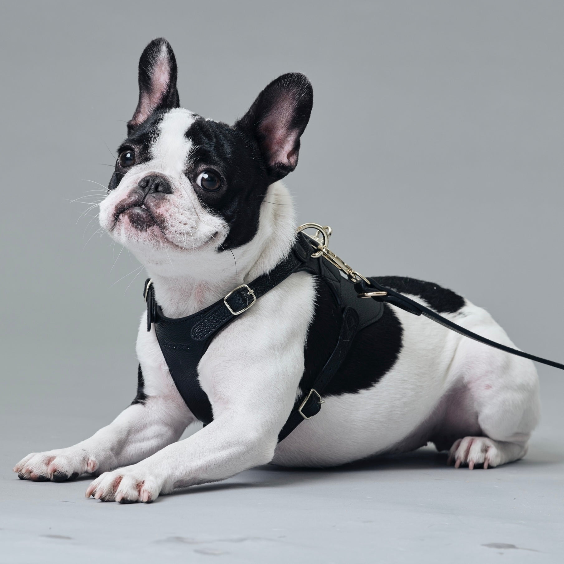 PERFETTO HARNESS 本革製ハーネスベスト BLACK – pawdea